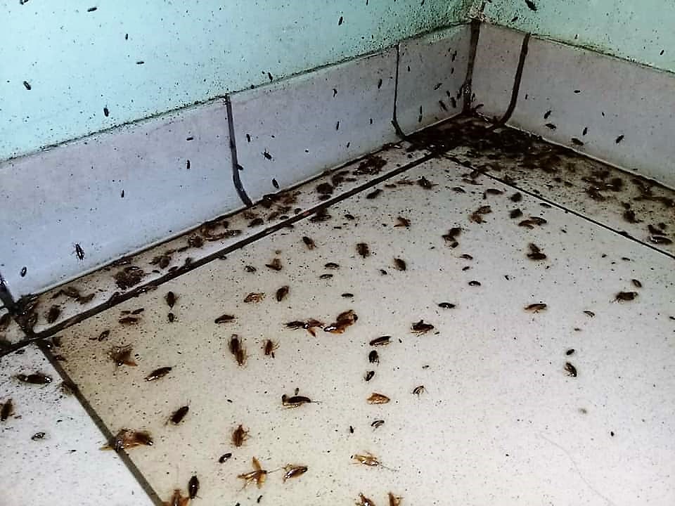 Kakerlakenbekämpfung durch Kammerjäger